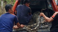 Penangkapan ular itu bermula saat warga melapor ke Pos Damkar BPBD Lhoong siang tadi. Petugas yang dipimpin Hendri Gunawan meluncur ke lokasi lalu memastikan keberadaan satwa itu. (dok BPBD Aceh Besar)