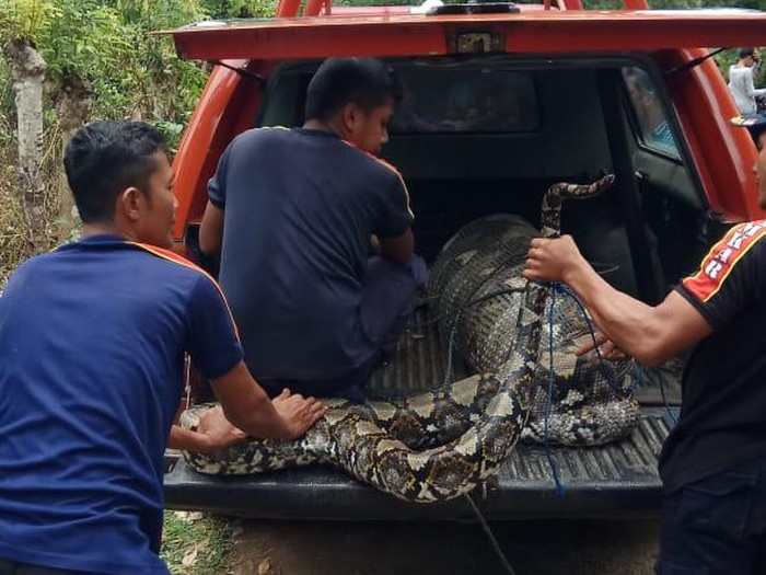 Petugas evakuasi ular piton 7 meter di Aceh Besar yang memangsa anak lembu (dok BPBD Aceh Besar)