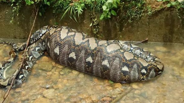 Penampakan Piton 7 Meter Usai Telan Anak Lembu di Aceh