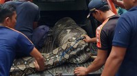 Proses evakuasi memakan waktu sekitar sejam. Usai ditangkap, petugas damkar mengikat ular untuk dibawa menggunakan mobil. (dok BPBD Aceh Besar)