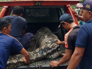Geger Piton Telan Anak Lembu Bulat-bulat Akhirnya Dilepas ke Habitat