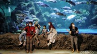 Cerita ini akan diperagakan oleh para penyelam Sea World Ancol di dalam akuarium utama dan bisa disaksikan pengunjung pada pukul 13.30 WIB selama tiga hari berturut-turut yakni 2–4 April 2021.