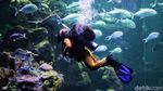 Ada Aksi Edukasi Selamatkan Laut di Sea World Ancol