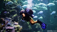 Atraksi edukasi untuk menyelamatkan laut ini telah ada sejak tahun 2018 dengan nama Easter Diving  Bunny. Pertunjukan ini dilakukan empat orang penyelam terlatih. Sesuai dengan cerita masing-masing dari penyelam juga akan menggunakan kostum penyelam kelinci yang lucu dan menggemaskan.