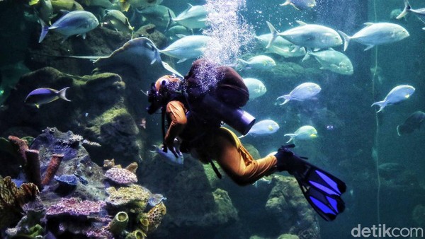 Atraksi edukasi untuk menyelamatkan laut ini telah ada sejak tahun 2018 dengan nama Easter Diving Bunny. Pertunjukan ini dilakukan empat orang penyelam terlatih. Sesuai dengan cerita masing-masing dari penyelam juga akan menggunakan kostum penyelam kelinci yang lucu dan menggemaskan. Atraksi edukasi untuk menyelamatkan laut ini telah ada sejak tahun 2018 dengan nama Easter Diving Bunny. Pertunjukan ini dilakukan empat orang penyelam terlatih. Sesuai dengan cerita masing-masing dari penyelam juga akan menggunakan kostum penyelam kelinci yang lucu dan menggemaskan.