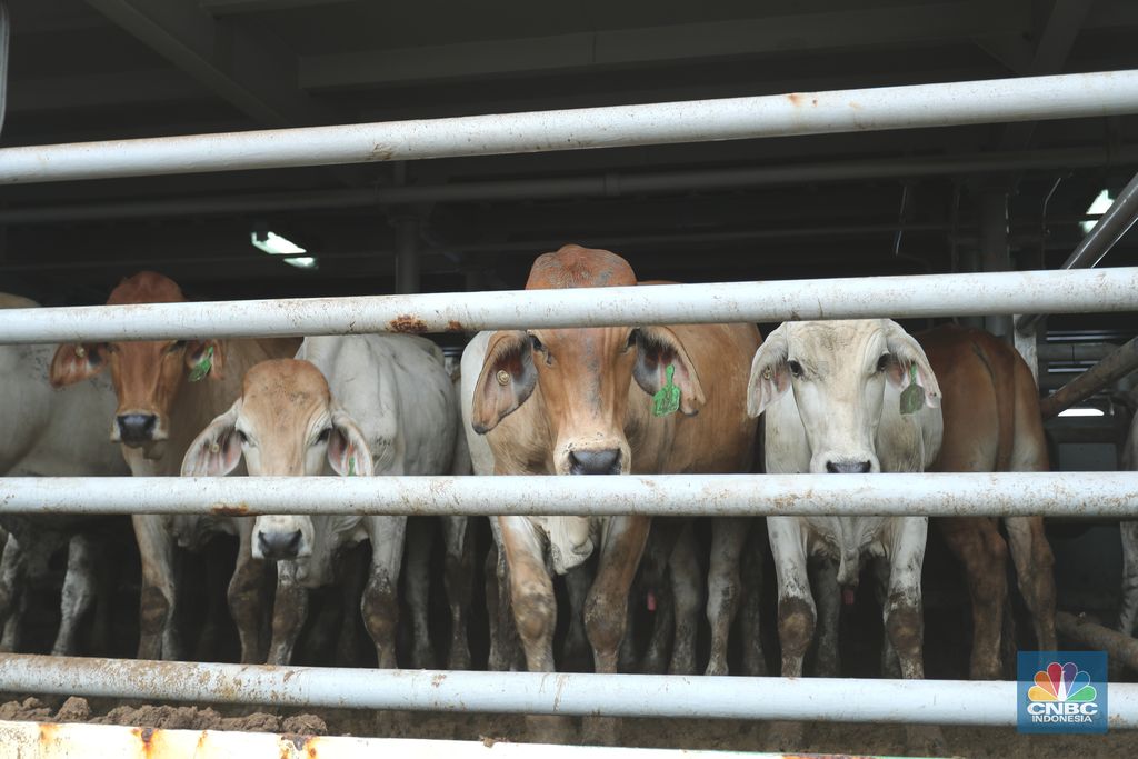Bongkar Muat Sapi Impor Australia (CNBC Indonesia/Tri Susilo)