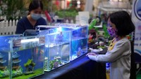 Ada beberapa zona yang bisa anda temui, mulai dari Zona Aqua, Zona Eco, Zona Reptil yang juga dilengkapi dengan hadirnya pameran sepeda dan buku-buku tentang hobi-bisnis ikan cupang. Foto: dok. Ciputra