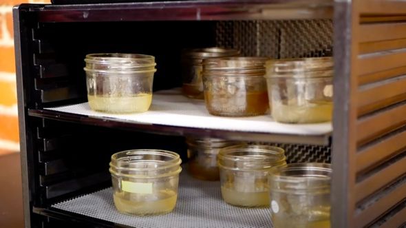 perusahaan startup membuat madu tanpa lebah dan susu tanpa sapi