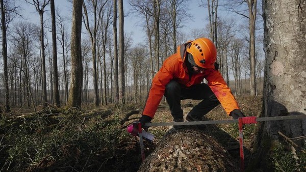 Keputusan tersebut menjadi permulaan perburuan pohon-pohon ek selama berbulan-bulan karena harus sempurna untuk memenuhi tuntutan arsitek Philippe Villeneuve dan Remi Fromont, yang mengawasi proses rekonstruksi. Keputusan tersebut menjadi permulaan perburuan pohon-pohon ek selama berbulan-bulan karena harus sempurna untuk memenuhi tuntutan arsitek Philippe Villeneuve dan Remi Fromont, yang mengawasi proses rekonstruksi.