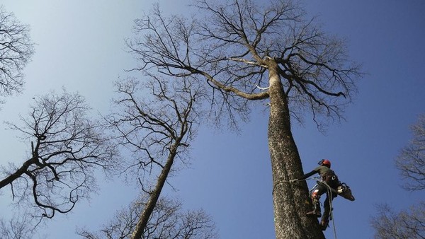 Pohon itu pada akhirnya akan bergabung dengan 1.000 pohon ek lainnya yang digunakan untuk merekonstruksi kisi-kisi kayu atap dan menggantikan pangkal puncak menara yang tumbang akibat kobaran api yang menghancurkan bangunan Gotik hampir dua tahun lalu, pada April 2019. Pohon itu pada akhirnya akan bergabung dengan 1.000 pohon ek lainnya yang digunakan untuk merekonstruksi kisi-kisi kayu atap dan menggantikan pangkal puncak menara yang tumbang akibat kobaran api yang menghancurkan bangunan Gotik hampir dua tahun lalu, pada April 2019.