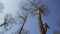 Pohon itu pada akhirnya akan bergabung dengan 1.000 pohon ek lainnya yang digunakan untuk merekonstruksi kisi-kisi kayu atap dan menggantikan pangkal puncak menara yang tumbang akibat kobaran api yang menghancurkan bangunan Gotik hampir dua tahun lalu, pada April 2019.