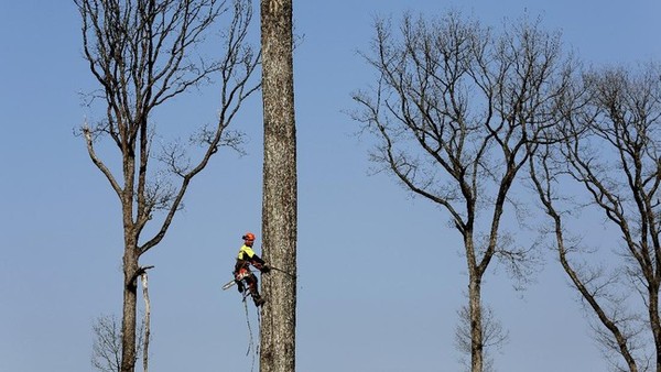 Saat ini Prancis sedang membangun kembali Notre Dame yang 2019 terbakar. Ribuan pohon ek pun akan menggantikan puncak menara yang terbakar. Saat ini Prancis sedang membangun kembali Notre Dame yang 2019 terbakar. Ribuan pohon ek pun akan menggantikan puncak menara yang terbakar.