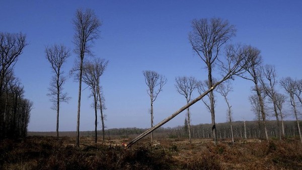 Jauh di bekas hutan kerajaan Bercé, di wilayah Loire Prancis, sebatang pohon berusia 230 tahun jatuh ke tanah dan membuat suara menggelegar. Ditanam sejak Revolusi Prancis, pohon ek setinggi sekitar 19 meter itu adalah salah satu dari banyak pohon serupa yang ditebang sebagai bagian dari upaya berkelanjutan untuk membangun kembali Notre Dame. Jauh di bekas hutan kerajaan Bercé, di wilayah Loire Prancis, sebatang pohon berusia 230 tahun jatuh ke tanah dan membuat suara menggelegar. Ditanam sejak Revolusi Prancis, pohon ek setinggi sekitar 19 meter itu adalah salah satu dari banyak pohon serupa yang ditebang sebagai bagian dari upaya berkelanjutan untuk membangun kembali Notre Dame.