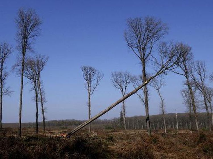 Pohon Ek yang Jadi Penopang Notre Dame