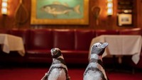 Acara itu adalah bagian dari program Aquarium Shedd untuk mengurangi sampah plastik. (Brenna Hernandez/ Shedd Aquarium)