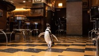 Selain itu, datangnya penguin juga untuk membuat variasi kegiatan mereka. Dengan menjelajahi tempat baru, penguin akan melibatkan indera mereka. (Brenna Hernandez/ Shedd Aquarium)