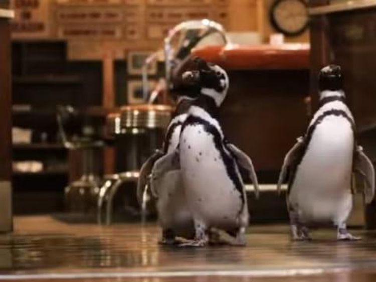 Foto: Trio Penguin yang Asyik Kunjungi Restoran