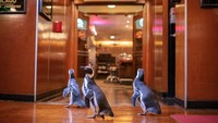 Trio Penguin, Tilly, Olivia dan Dolores melakukan kunjungan ke restoran Shaws Crab House dalam Chicago Restaurant Week. (Brenna Hernandez/ Shedd Aquarium)