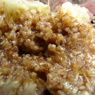 Serangga dan Ulat Ini Sering Dimakan Manusia Tanpa Disadari