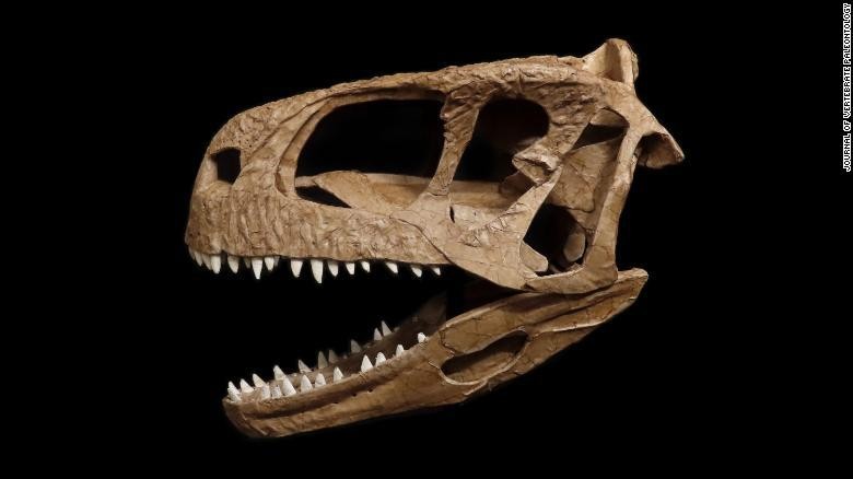 Ahli Palentologi Temukan Kerangka Dinosaurus Langka