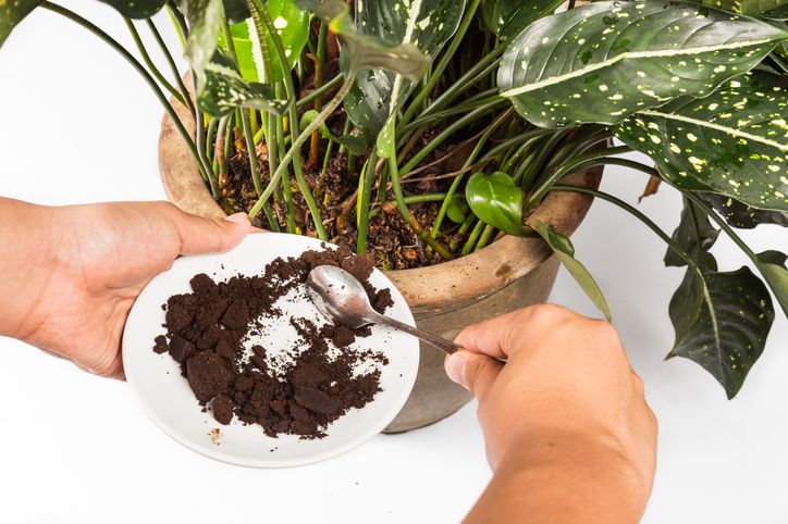 Jangan Dibuang! Ampas Kopi Bisa Dimanfaatkan Untuk Hal Penting Ini