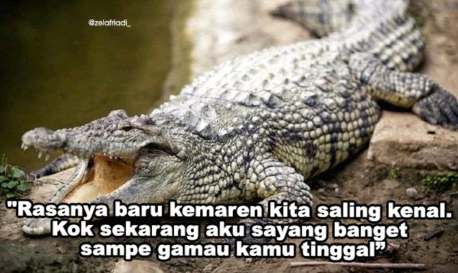 Gombalan para buaya setiap dekat sama cewek baru nih. Jadi kalau digombalin gini hati-hati deh, jangan asal percaya aja. Foto: Instagram/@zelafriadi_