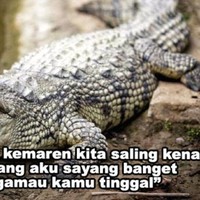 Gombalan para buaya setiap dekat sama cewek baru nih. Jadi kalau digombalin gini hati-hati deh, jangan asal percaya aja. Foto: Instagram/@zelafriadi_