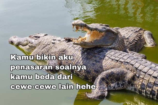 Kalo digombalin pakai kata-kata mau dari kamus buaya kayak gini kamu masih percaya nggak? Foto: Instagram/@zelafriadi_