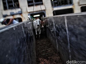 Alasan di Balik Viral Angkut Sapi Ternak Sadis di Pelabuhan Samarinda