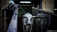 Ketergantungan Indonesia terhadap daging sapi Australia tentu pada akhirnya akan menimbulkan masalah. Terbukti, baru-baru ini, Indonesia terancam kelangkaan daging sapi. Sedangkan, pedagang tak berani menaikkan harga mengingat lesunya daya beli masyarakat belakangan ini terimbas pandemi COVID-19. 