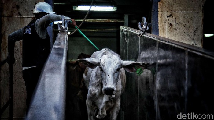 Suasana bongkar muat Sapi impor dari Australia dipindahkan ke dalam truk dari kapal di Pelabuhan Tanjung Priok, Jakarta, Senin (29/3).
