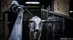 Impor Sapi Australia untuk Jaga Pasokan Kebutuhan Daging Dalam Negeri