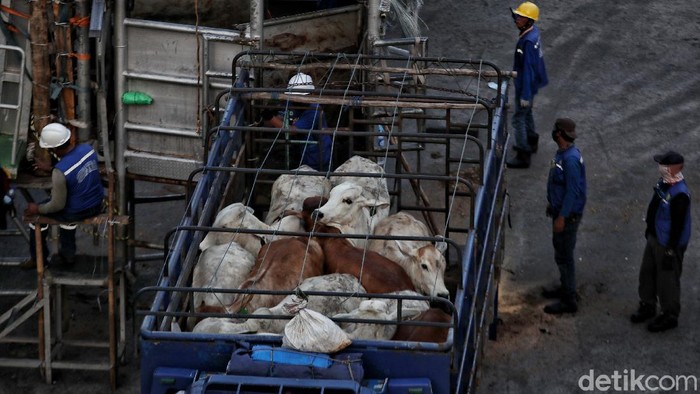 Suasana bongkar muat Sapi impor dari Australia dipindahkan ke dalam truk dari kapal di Pelabuhan Tanjung Priok, Jakarta, Senin (29/3).