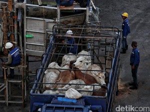 Jaga Pasokan Ramadan-Lebaran, RI Impor 3.200 Sapi dari Australia