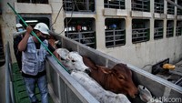 Perlu diketahui salah satu negara yang rajin menjual daging sapi ke Indonesia adalah Australia. Bahkan porsi daging impornya paling banyak ketimbang negara-negara pengimpor lainnya. 