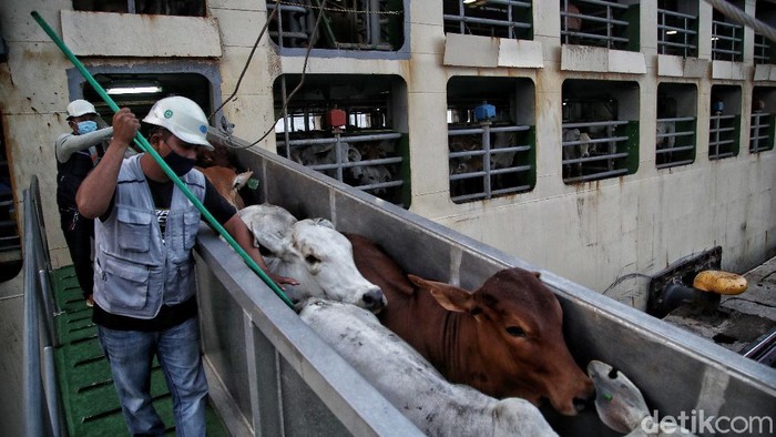 Suasana bongkar muat Sapi impor dari Australia dipindahkan ke dalam truk dari kapal di Pelabuhan Tanjung Priok, Jakarta, Senin (29/3).