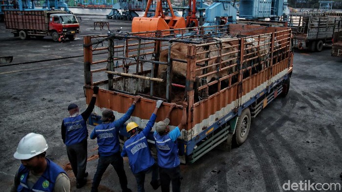 Suasana bongkar muat Sapi impor dari Australia dipindahkan ke dalam truk dari kapal di Pelabuhan Tanjung Priok, Jakarta, Senin (29/3).