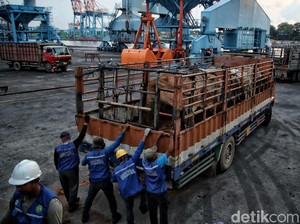 RI Mau Impor Sapi dari Afsel-India, Begini Langkah Kementan