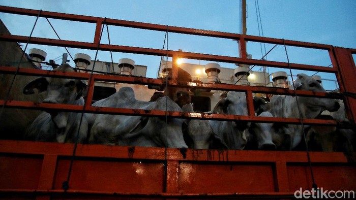 Suasana bongkar muat Sapi impor dari Australia dipindahkan ke dalam truk dari kapal di Pelabuhan Tanjung Priok, Jakarta, Senin (29/3).