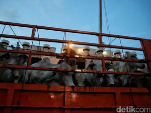 Bahaya Mengintai di Balik Rencana Impor Sapi Afrika Selatan & India