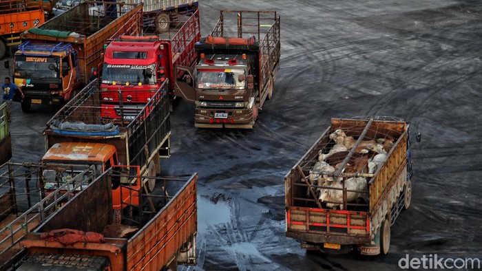 Impor Sapi Australia untuk Jaga Pasokan Kebutuhan Daging Dalam Negeri Suasana bongkar muat Sapi impor dari Australia dipindahkan ke dalam truk dari kapal di Pelabuhan Tanjung Priok, Jakarta, Senin (29/3).