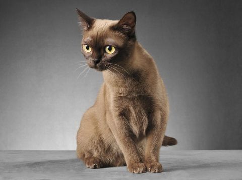 Burmese cat sitting and looking at something. Studio shot.