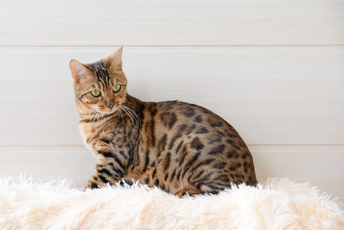 The beautiful Bengal cat on the carpet.