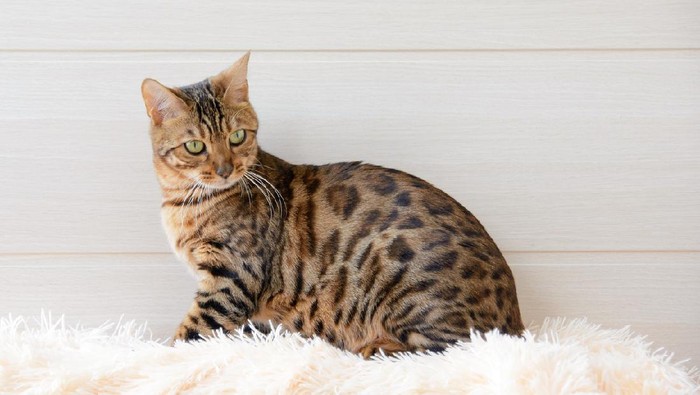 The beautiful Bengal cat on the carpet.
