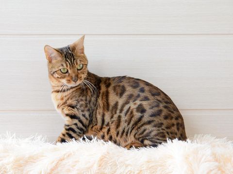 The beautiful Bengal cat on the carpet.