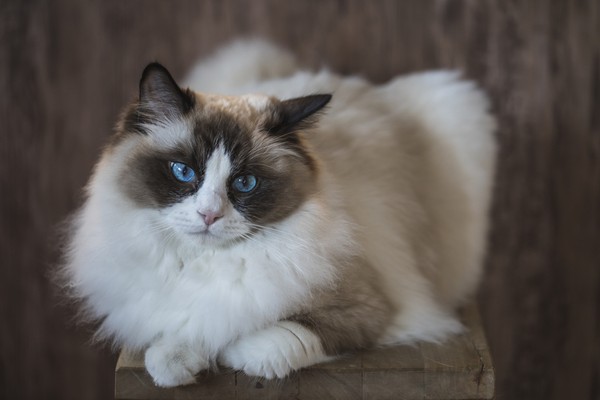 Lidah kucing kasar seperti ampelas. Lidah kucing juga berfungsi sebagai alat membersihkan diri sendiri dengan menjilat. (Istock) Lidah kucing kasar seperti ampelas. Lidah kucing juga berfungsi sebagai alat membersihkan diri sendiri dengan menjilat. (Istock)