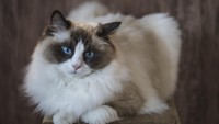 Lidah kucing kasar seperti ampelas. Lidah kucing juga berfungsi sebagai alat membersihkan diri sendiri dengan menjilat. (Istock)