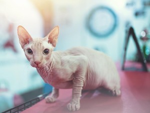 Ternyata Ini Alasan Kucing Sphynx Tidak Punya Bulu