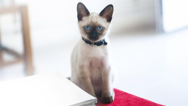 Siamese cat kitty