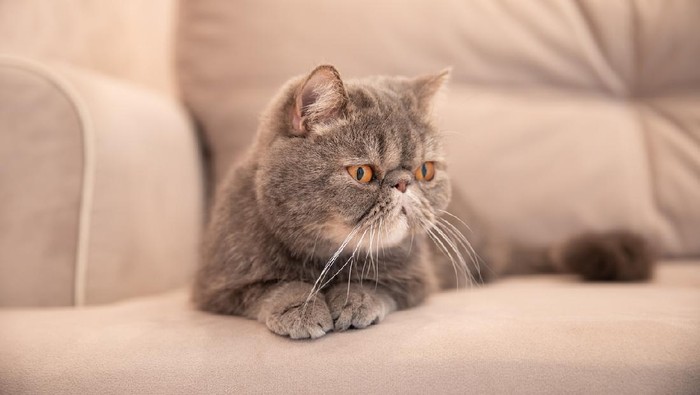 Grey beautiful cat on grey sofa house.pets of a cat